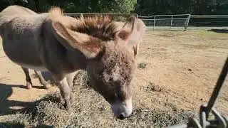 Butler's Orchard Fun