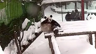 🐼 Панда Катюша наслаждается зимой