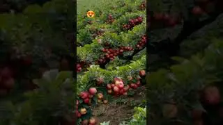 New technology. Apple cultivation #fruit #usa #agriculture #farming #apple