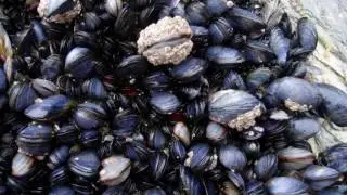 Marine life zones