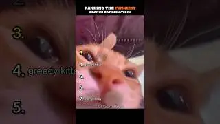 Ranking The Funniest Orange Cats Behaviors