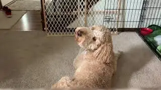 Country Dog Training: 7 Basic Commands: Look at Me