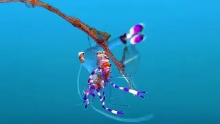 Dauin Macro madness . Diving Philippines : Part 1 .