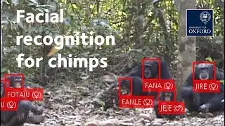 Facial recognition &ndash;&nbsp;for chimps