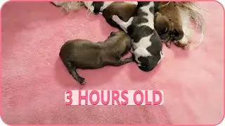 Newborn Shih Tzu Puppies ⚡ JUST 3 HOURS OLD!