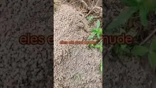 a formiga &eacute; muito engenhosa... #humor #memes #short