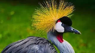 Birding in Uganda | Grey Crowned Crane Calling