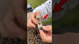 How Bees Are Forced to Build Hives #facts #youtubeshorts #shorts