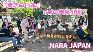 GWの奈良公園 NARA PARK 奈良の鹿とふれあう外国人観光客