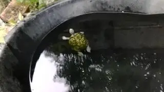 Red earred slider in pond