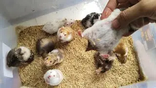 CIRI-CIRI  HAMSTER SYRIAN YANG SUDAH HAMIL, MENGAWINKAN HAMSTER SYSTEM KOLONI 1 JANTAN 10 BETINA
