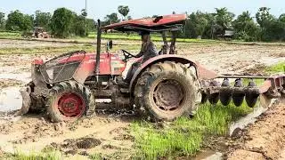 Farmers Are Plowing Rice Fields To Make Land Loose for Easy Rooting and Till Pest