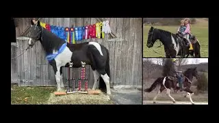 Registered Gaited Racking Horse Trail Gelding For Sale