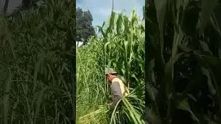 Corn until 3 meter effect lamp #farming