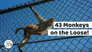 43 Monkeys on the Loose in South Carolina, Great Primate Escape!