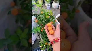 Mini orange 🍊 harvesting #fruitharvest #orange #organic #youtubeshorts