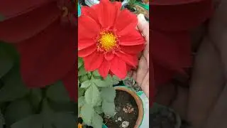 #  फूल जो सर्दी में लगाए जाते हैं😃 # winter flower plant 🌹# आप भी लगाओ# बागवानी सीखे