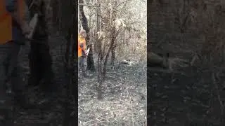 Injured kangaroo given water