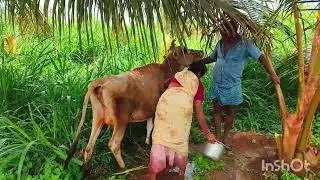 Pongalக்கு நாங்க மாடு கழுவுறோம் / Cow cleaning video 