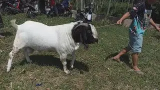 Loading the Biggest Goat in a Truck - Amazing Feat of Strength