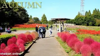 Japan Autumn with cosmos, salvia, kochia flower | 4K Japan Walk | #explorejapan #japan #4k