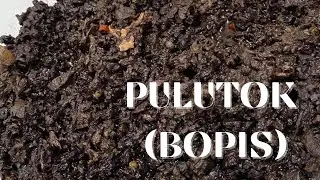 Pulutok (Bopis)