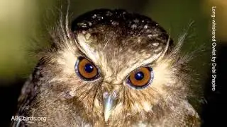 Long-whiskered Owlet