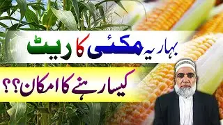 Expected Rate of Spring Maize || Crop Reformer