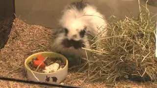 ODDAJA ŠTIRI TAČKE   MAREC  2017   GLODALCI KOT DOMAČI HIŠNI LJUBLJENČKI   PREMIUM PET