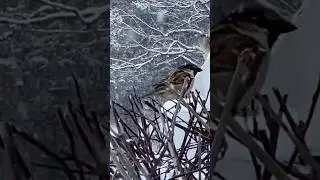 Survivors &hellip; they can handle snow! #birdbehavior #birds #winter #survival #hardy #birdwatch #snow