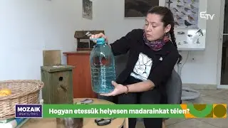 Hogyan etessük helyesen madarainkat télen? – Mozaik