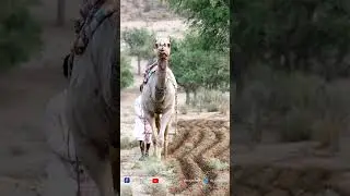 How the Desert Cultivated by Camel || Land Cultivation || Camel Ploughing