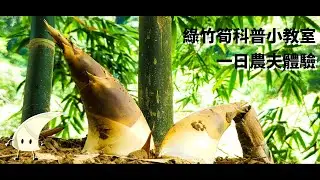 在台北竟然也能採筍子!? 暑假親子旅遊的好去處 | 綠竹筍一日農夫體驗 | 日享SunRiseSharing