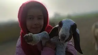 Innocent Bond 🐐👧 | Kid Girl & Goat Moments #CuteGirl  #KidGirl  #GoatLove  #GoatBaby 