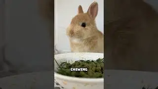 The Secret Behind Rabbit Teeth &mdash; They Never Stop Growing!