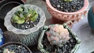 Haworthia on sale 10.01.2024 📞 408 834 5979 LIÊNCHINH #koreansucculents #haworthia#aeonium