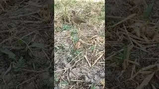 Teetar Bird beautiful Partridge teeter awaz