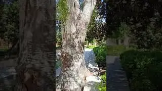 Jard&iacute;n lleida #اسبانيا #lleida #L&eacute;rida #travel #jardin #travel #tarragona #nature #Barcelona