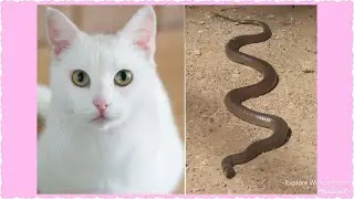 A cat hunting a snake!!- the real way of cat hunting snake!🐈🐍