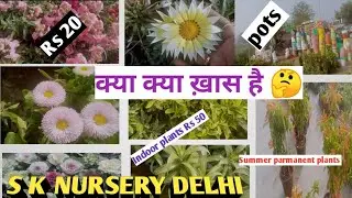 parmanent/ indoor/ spring season plants price / S K Nursery