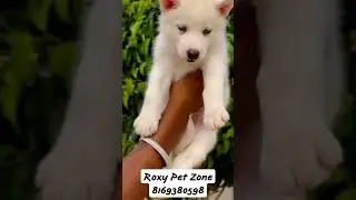 Cyberian Husky|| Roxypetzone|| Call-8169380598 #trending #puppy #viral #youtubeshorts #subscribe