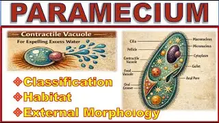 Paramecium: Classification, Habitat and External Structure | BSc Zoology @biovisionclasses