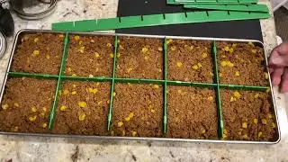 Freeze drying Ground Beef   Taco Meat - Harvest Right