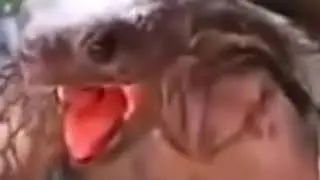 tortugas gmiendo cada vez mas rapido
