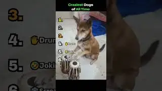 Craziest Dogs Of All Time! Subscribe For More @DestructiveDoggos