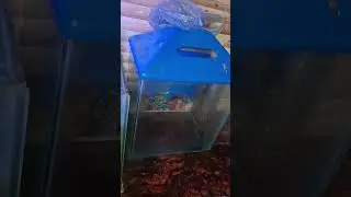 #aquariumfishmarket #planetaquarium #aquarium
