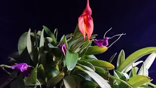 My Masdevallias veitchiana and floribunda