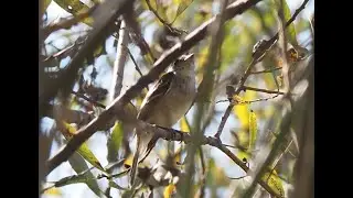 Least Flycatcher Wings Tail Flickering Oct 22