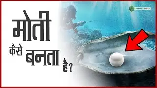 मोती कैसे बनता है, Moti Ki Kheti, How Pearls are Formed Naturally