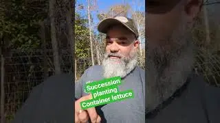 how I succession plant lettuce in containers